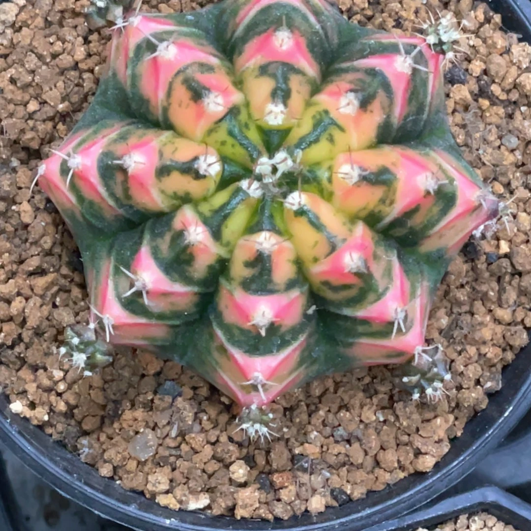 当前无花朵，栽培后可花朵橘粉虎斑米哈锦