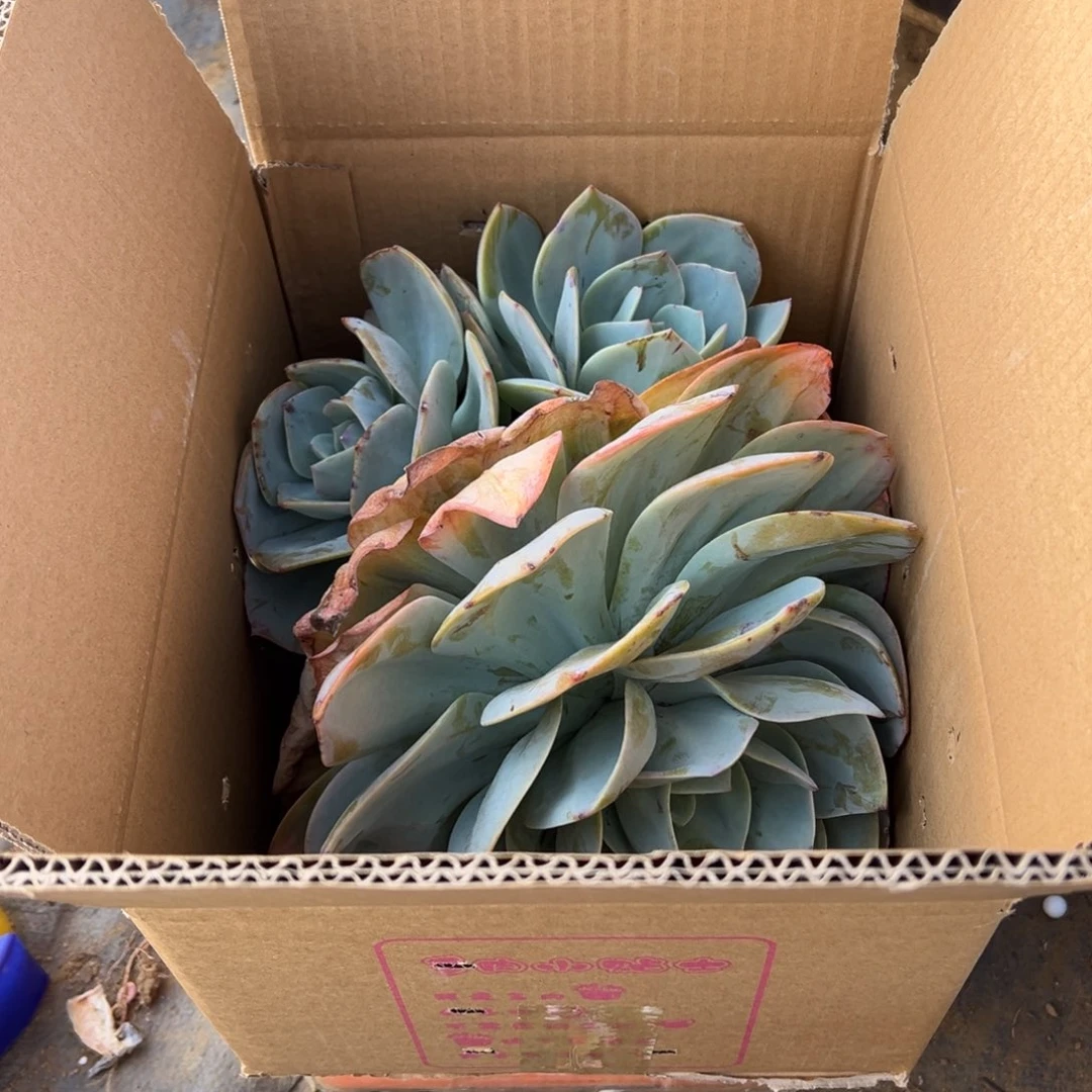 朵***朵地栽白凤1棵（包邮不包损）