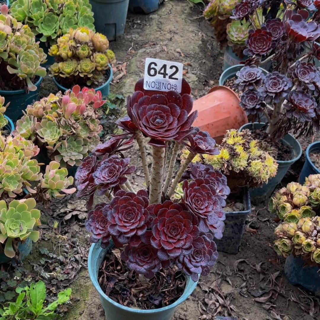 墨法师朵朵花花5-54