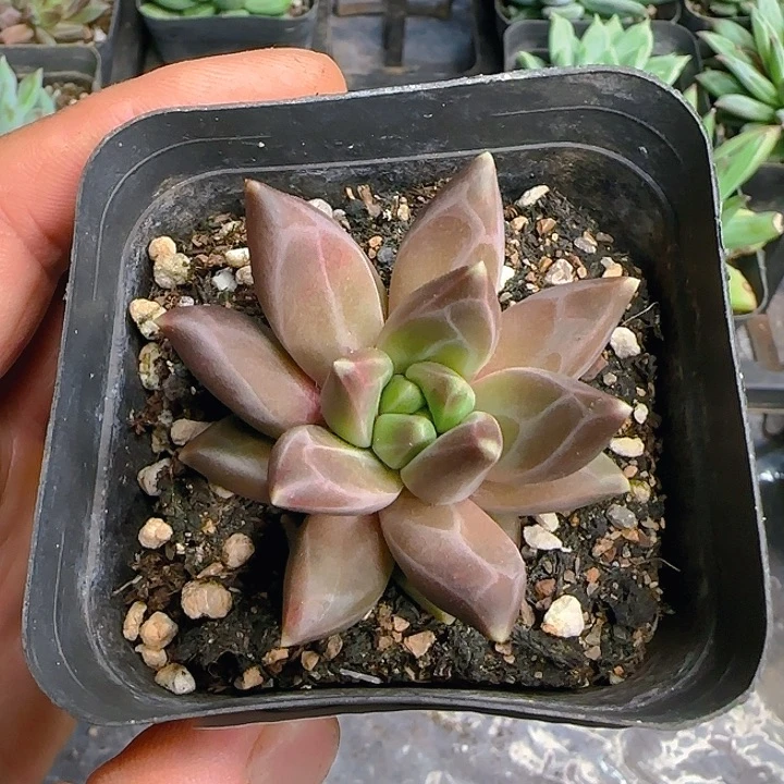 优选美人566多肉植物