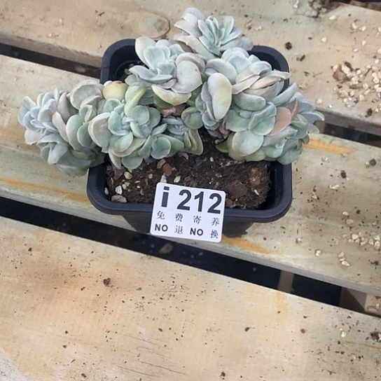 滴****可爱玫瑰缀212 亏本处理不退不换7-8天发货