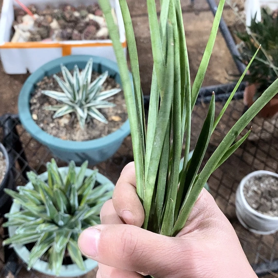 帕瓦虎皮兰3颗。