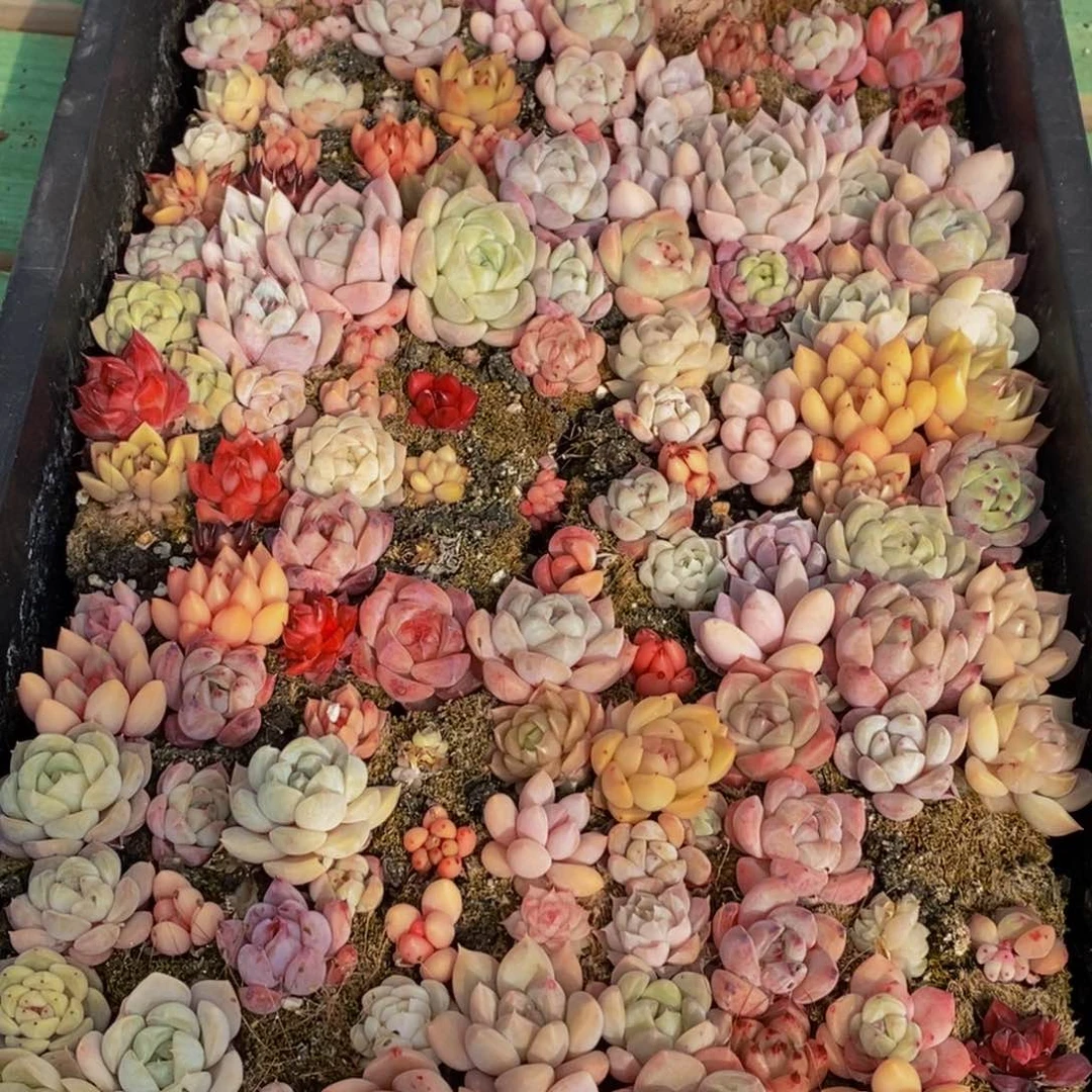 h****h058多肉植物保护研究所所长助理研究员