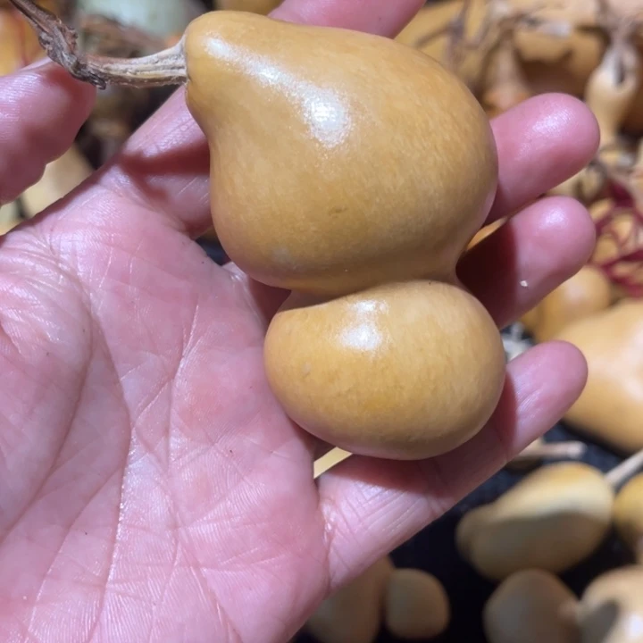 红***葫芦葫哈哈哈哈哈哈