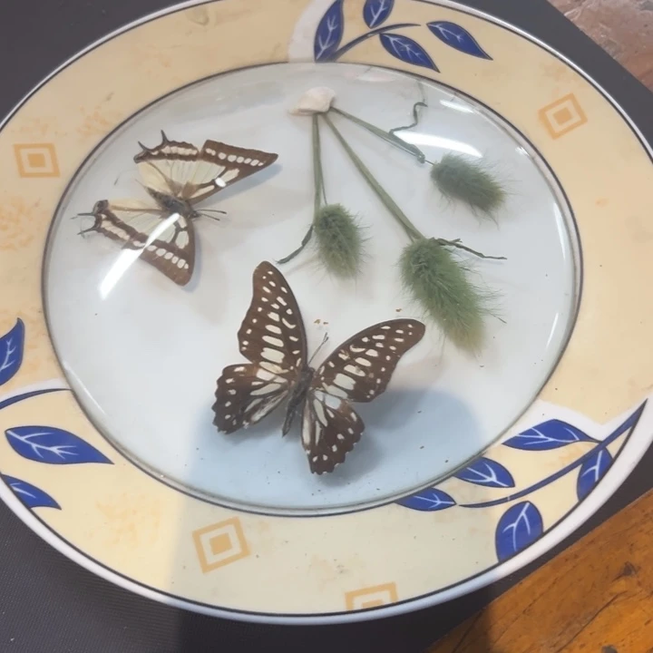 寒***石瓷片拾六家的瓷器瓷器