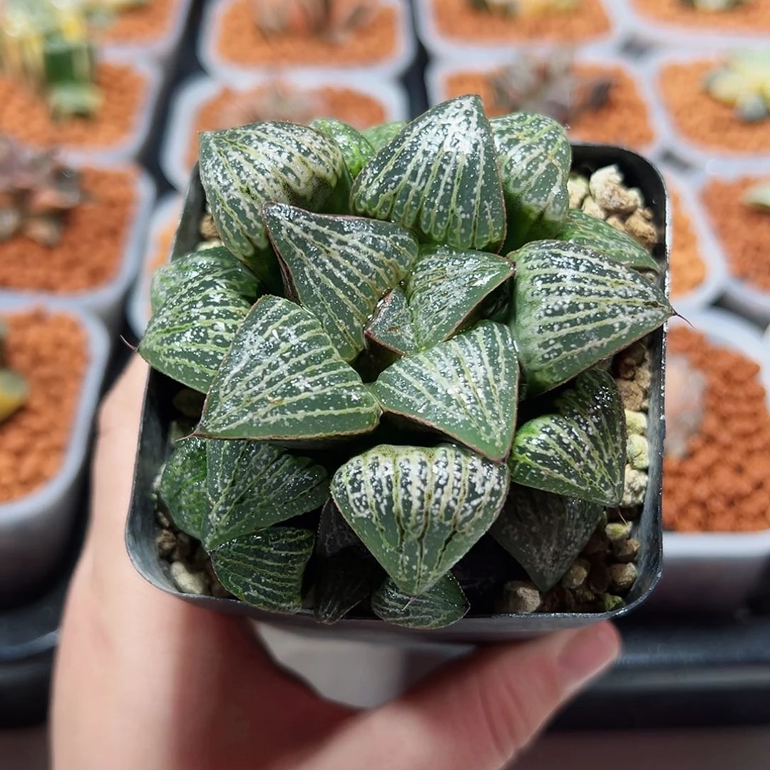 十二卷多肉love青蟹