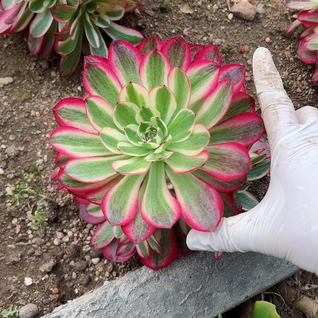 紫砂茶宠倾城小群一颗618