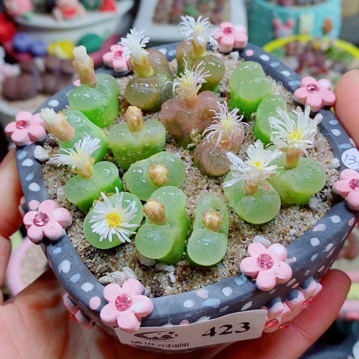 生石花花花开了423