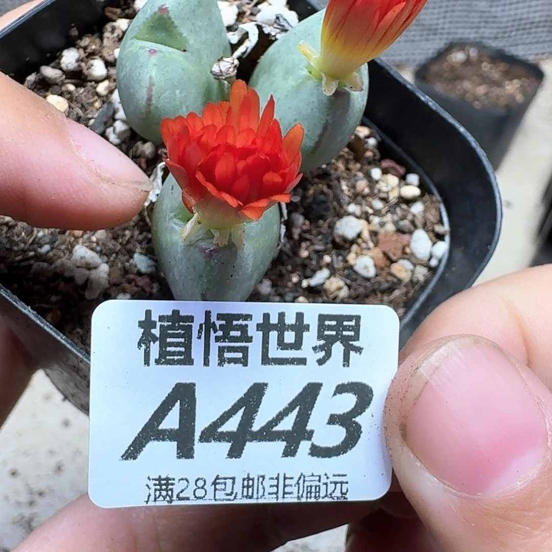 多肉植物的人生如果