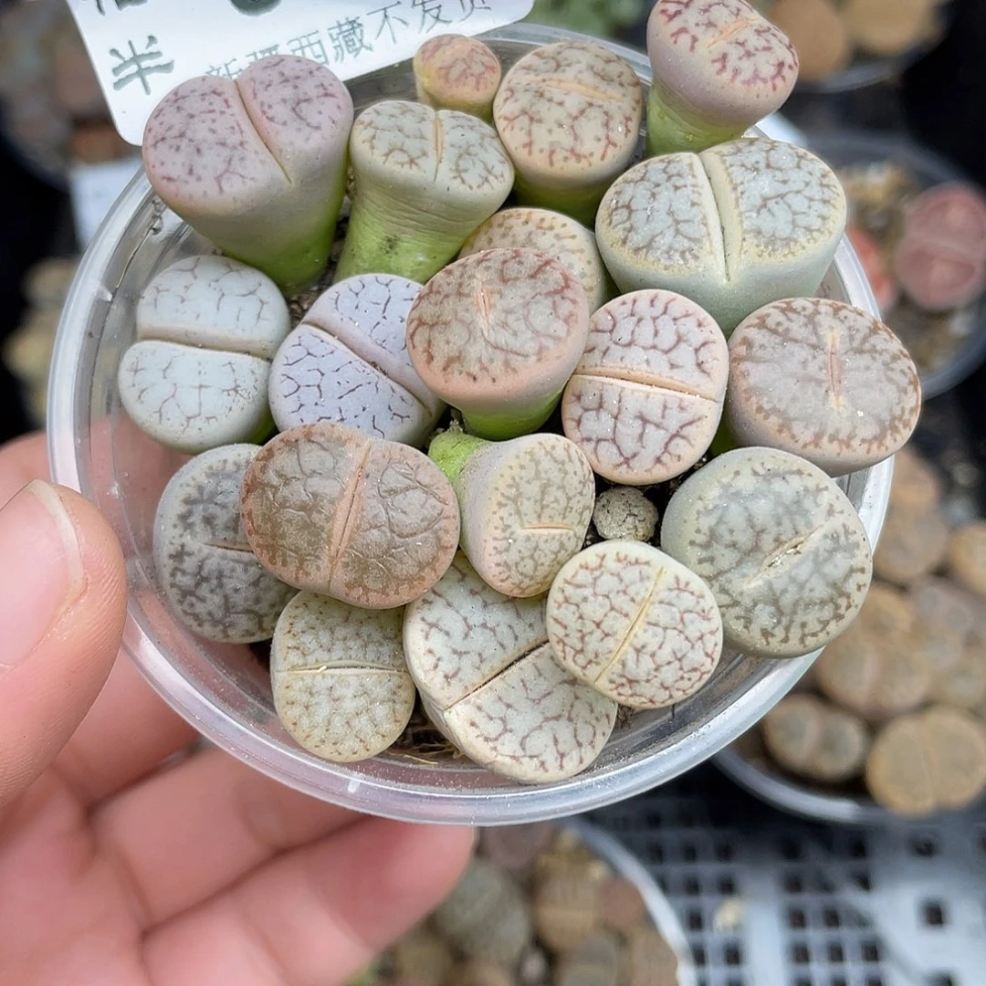 630000000花花花花花花花花花花