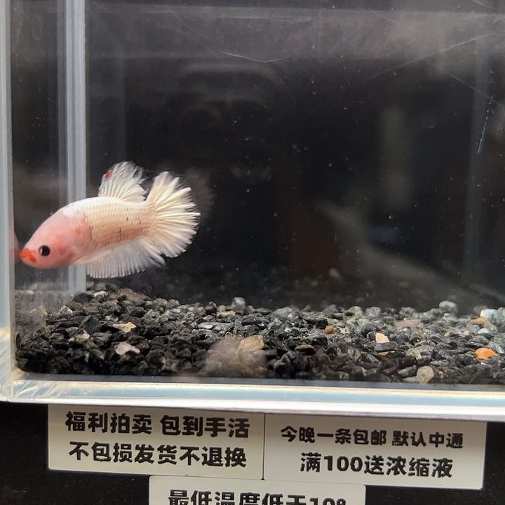 斗鱼竞拍跑单拉黑2日85