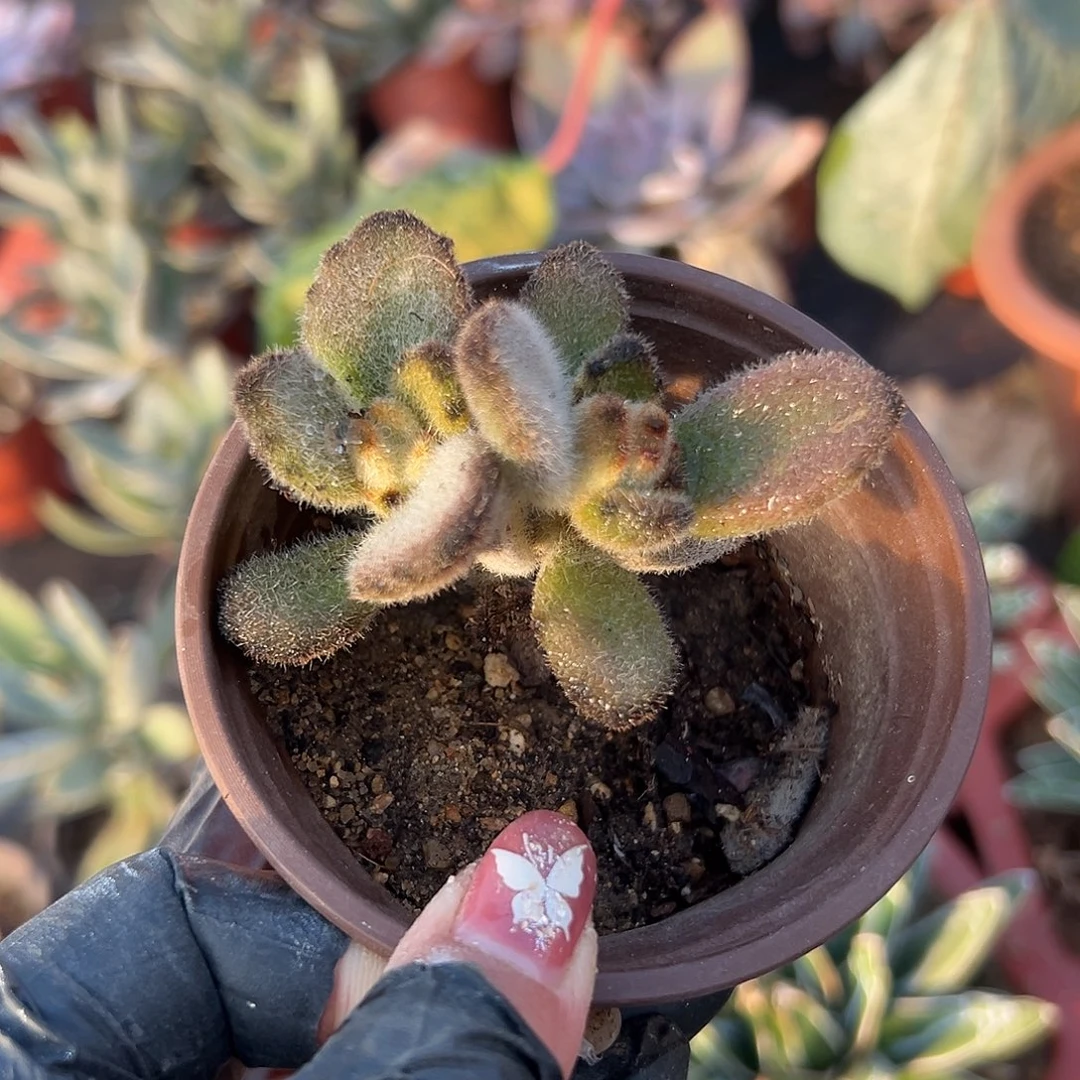 多肉植物多肉植物