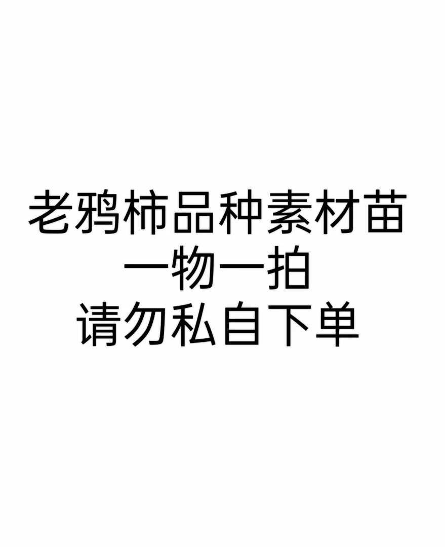老鸦柿金弹子一物一拍