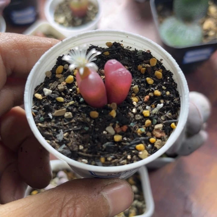 可爱多肉吕毛红宝石双头049
