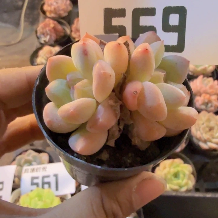 569.凄凄切切凄凄切切亲亲wwqq