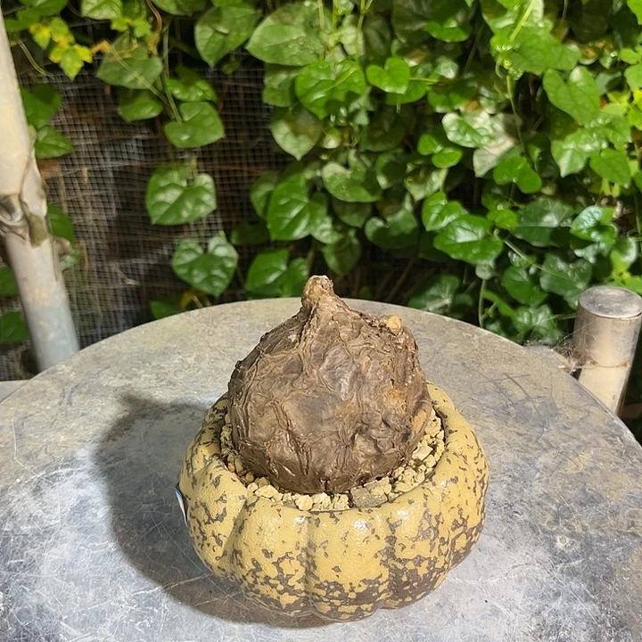 汤圆植物一叶龟圆圆