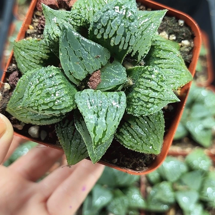 马丽丽女王多肉植物