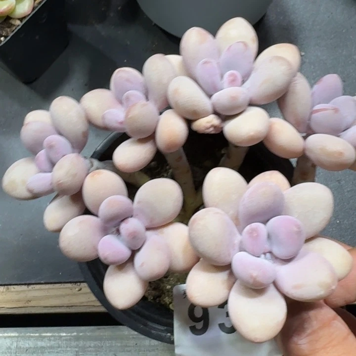 鲸***落桃蛋老桩         多肉植物