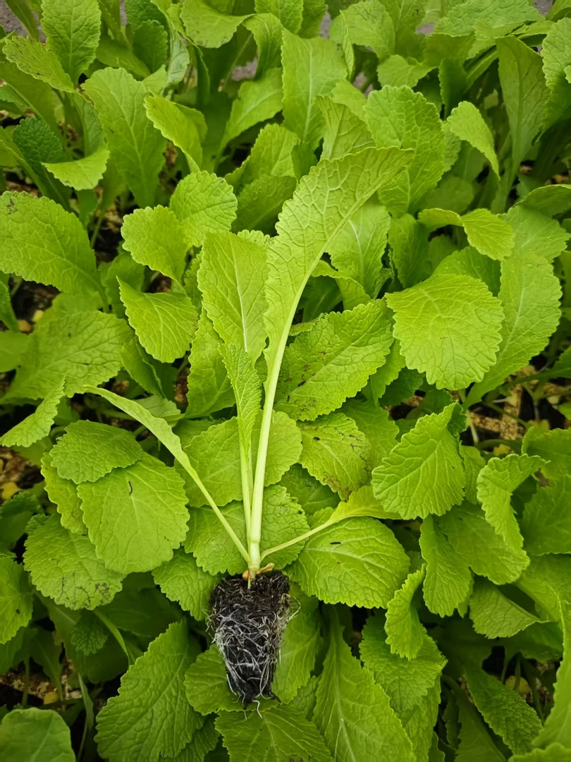 云南四季粉杆青菜紫云英豌豆尖苗
