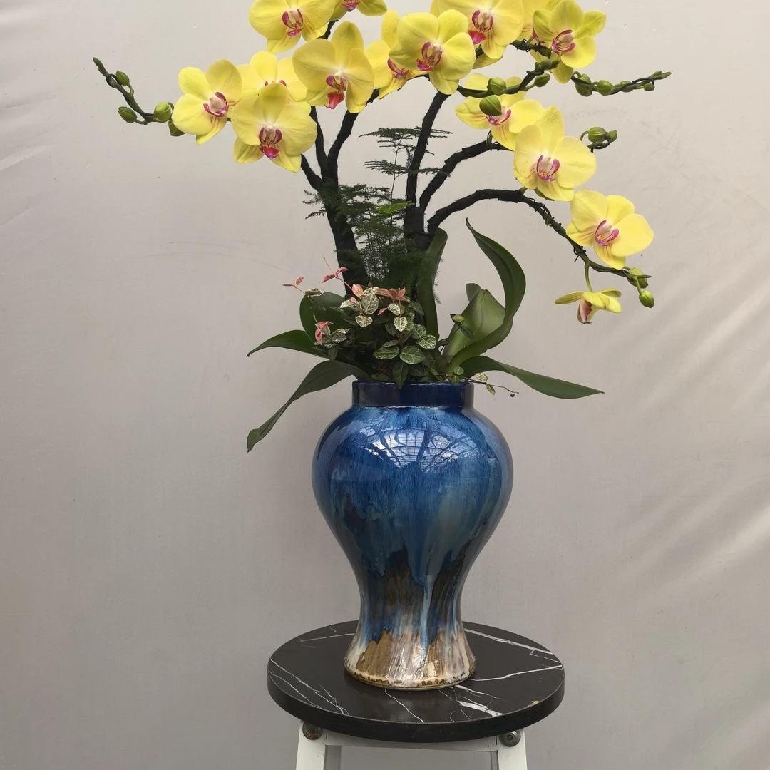 【富乐夕阳】蝴蝶兰盆景高端大气典雅室内绿植一物一拍