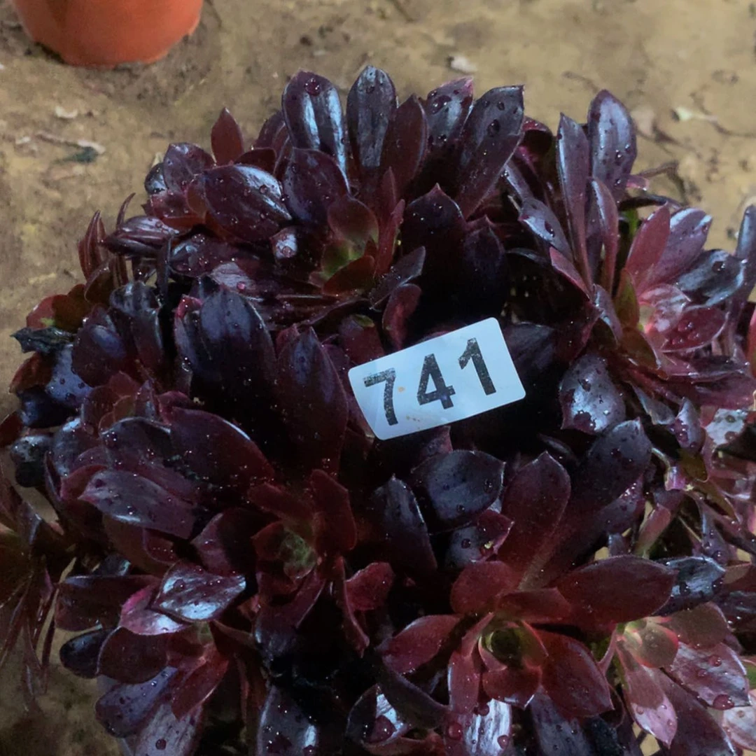 【闪购商品】741婚纱多肉