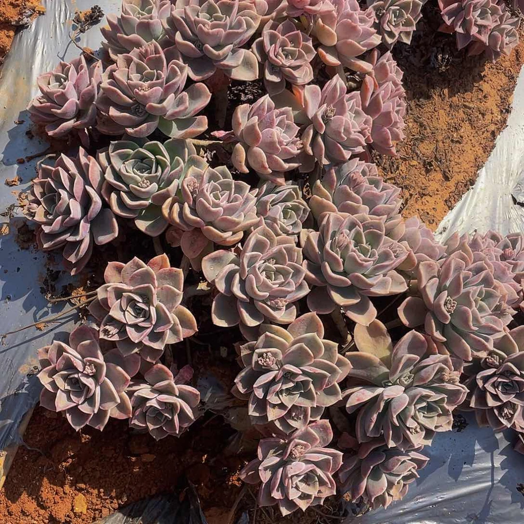 哈利沃森29.8地栽哈利，，掉头不售后