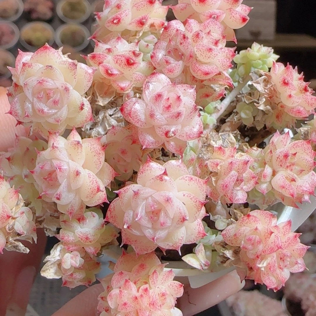 花语多肉0105-57散了