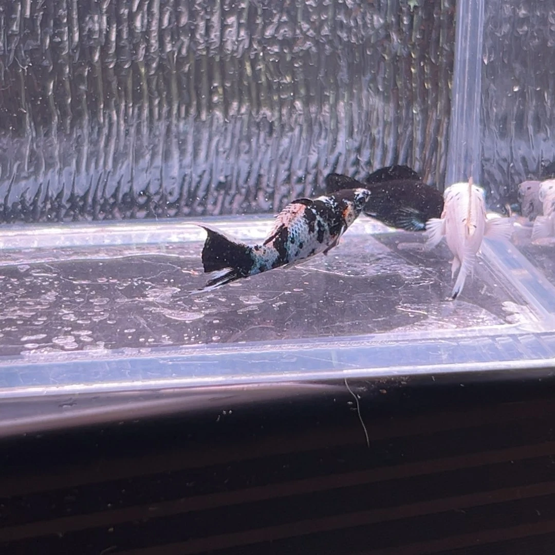 孔雀鱼玛丽鱼两条备损一条