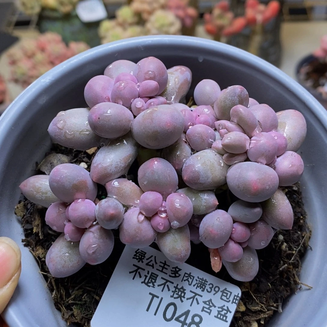 048香水手指奶多肉7c m