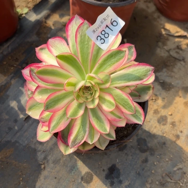 倾城多肉法师3816