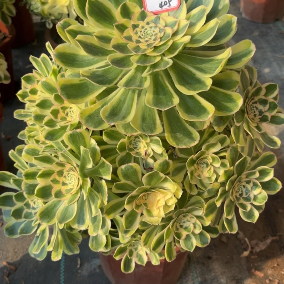 全部花朵405白兰地多肉植物