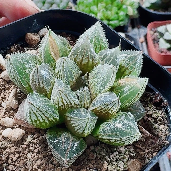 无花朵十二卷实生寿福利