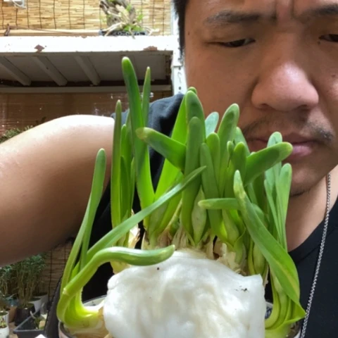 红陶一物一拍所见即所得105