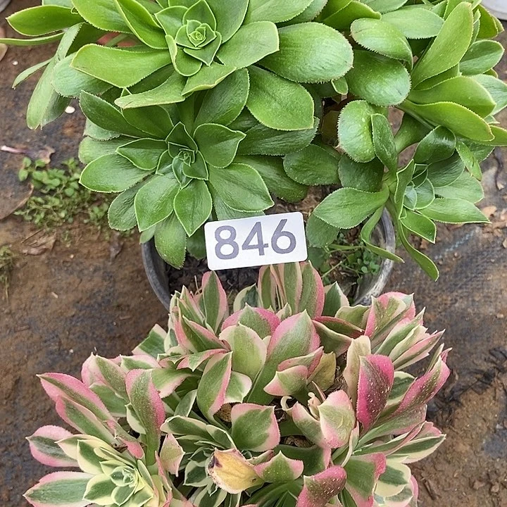 大绿玫瑰朵朵白凤多肉846不包断