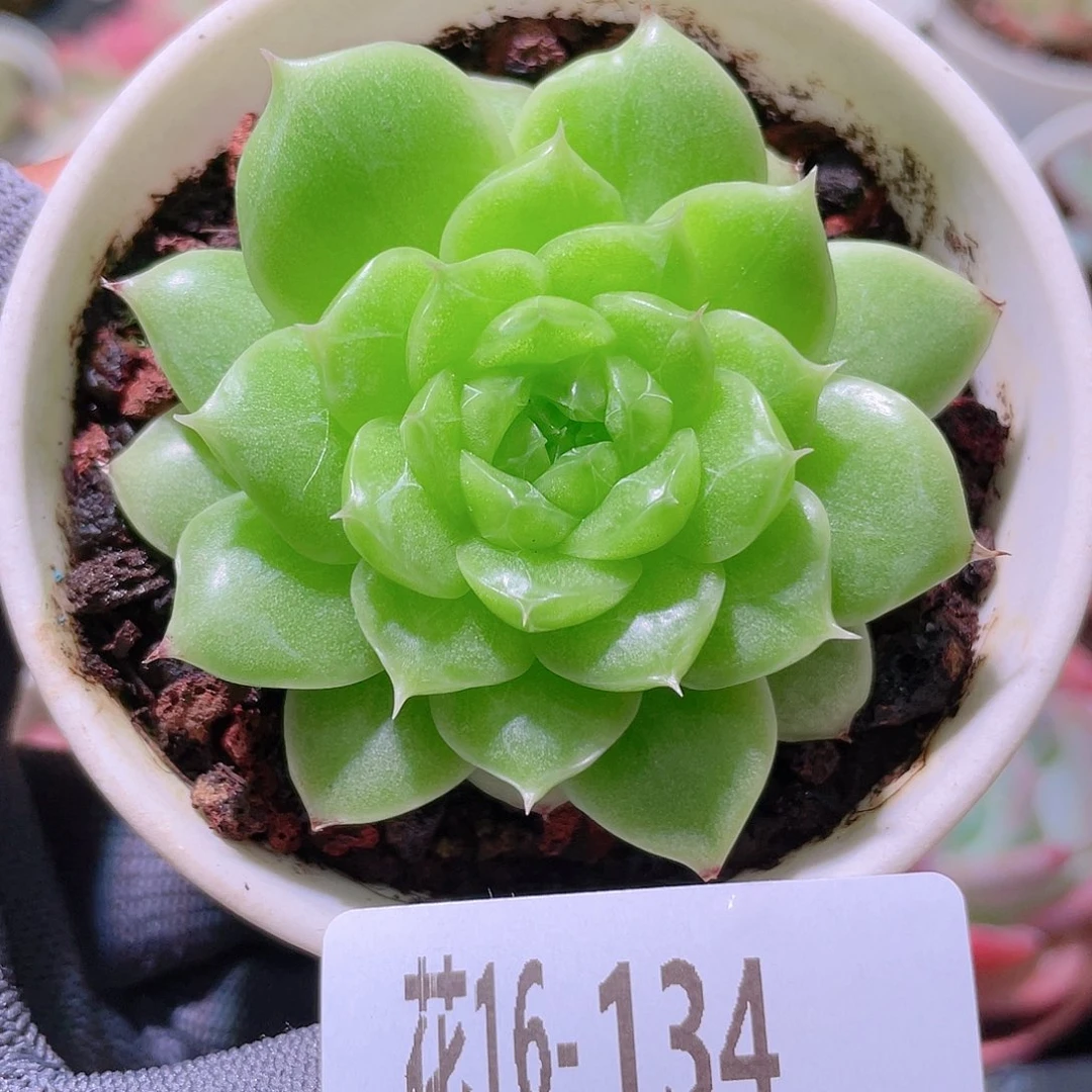 花利美16-134海王