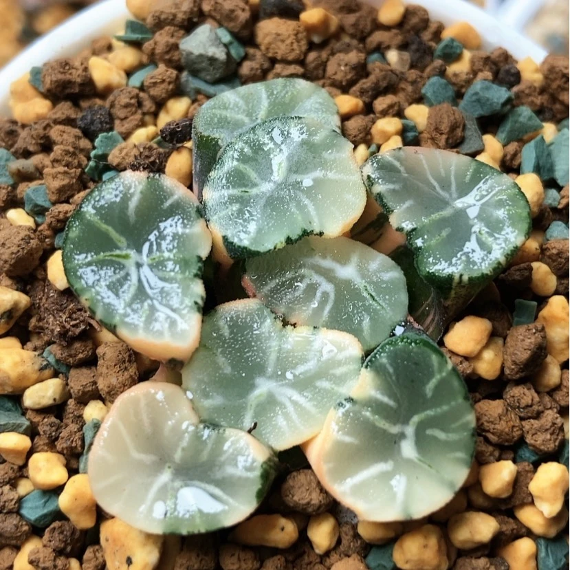 【闪购商品】咱翡翠龙锦35