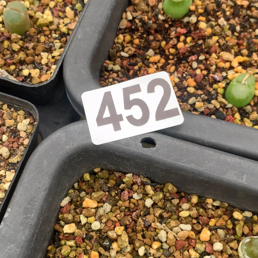 阿*452大王拉登10颗一组