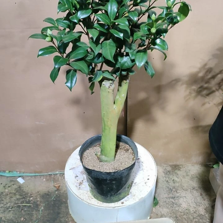 17魔术师，原盆原土发货，不包邮