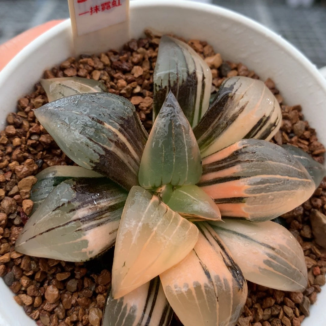 以实际为准381红文