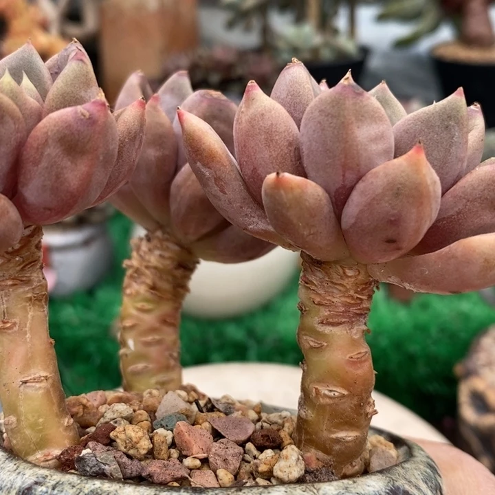 红象牙整小老桩多肉