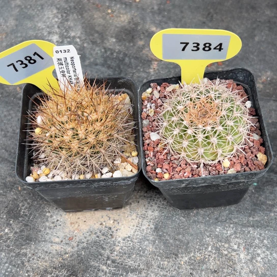 红陶嗯*哼7381，7384