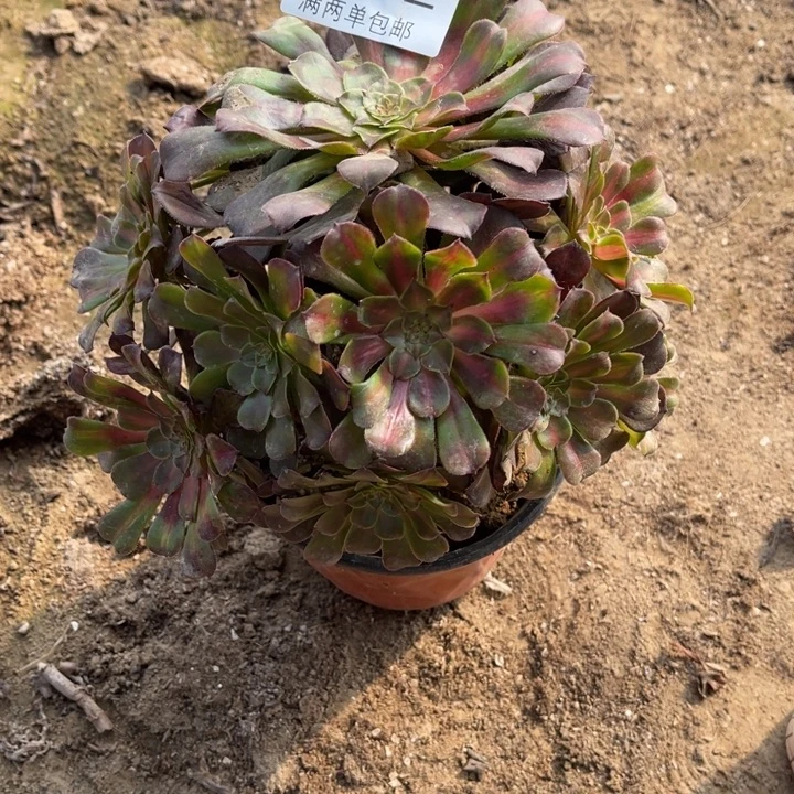 8382黑铜的人多肉的