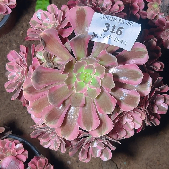 316美杜莎多肉植物