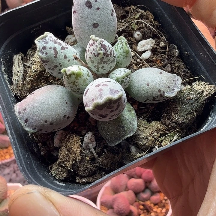 雁*飞水蜜桃和草莓都很好吃