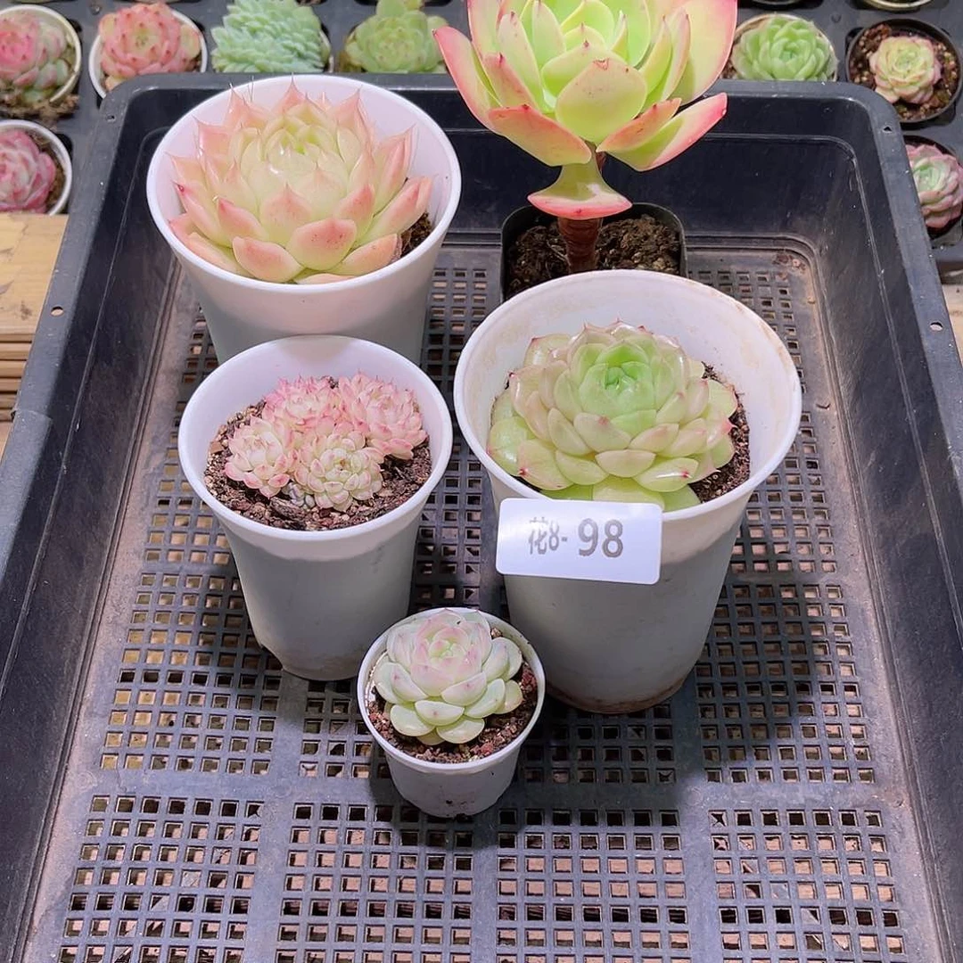 花利美8-98框拍5颗