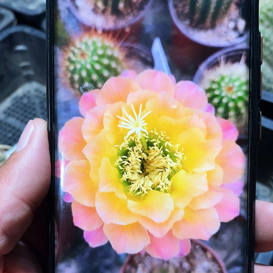 毛 杏光辉/侧芽歪20包邮/6公分