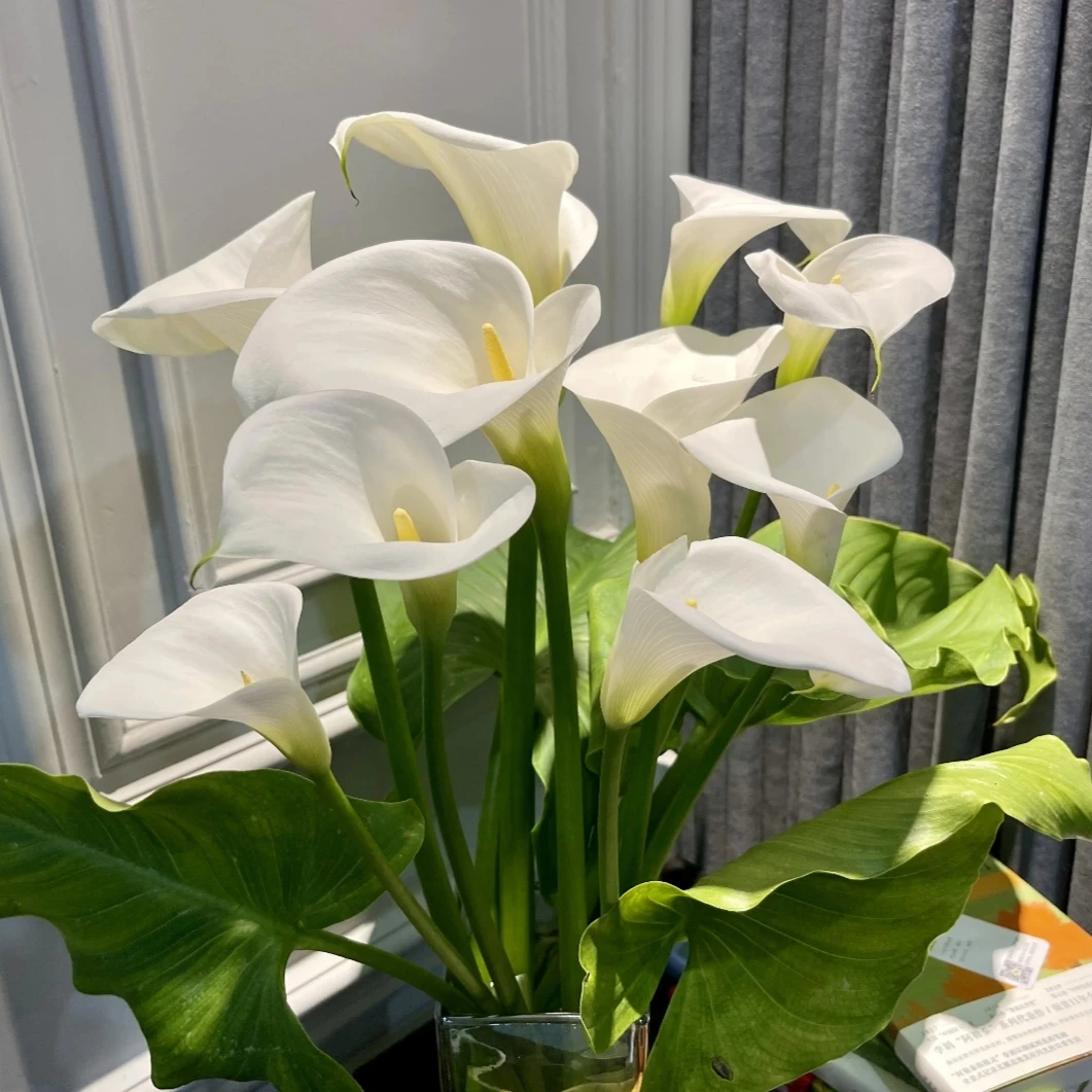 白色马蹄莲盆栽多年生花卉带花苞发货室内散光易养护