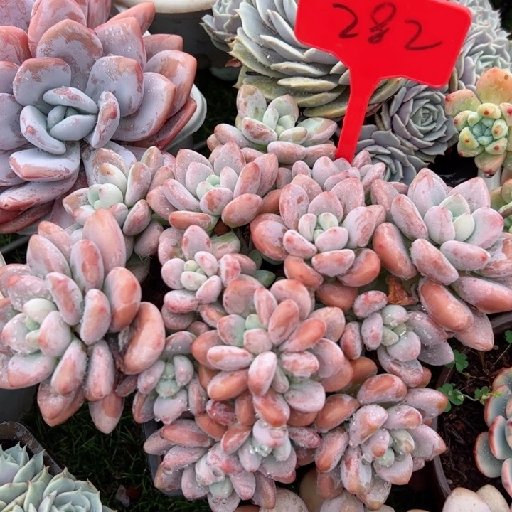 282洛神平平安安健健康康