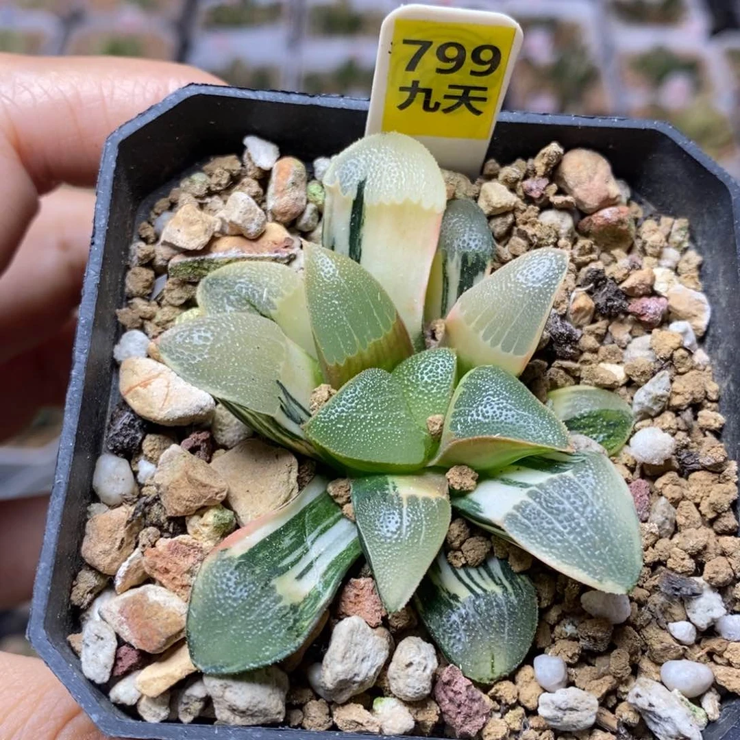 799号和田玉克锦多肉