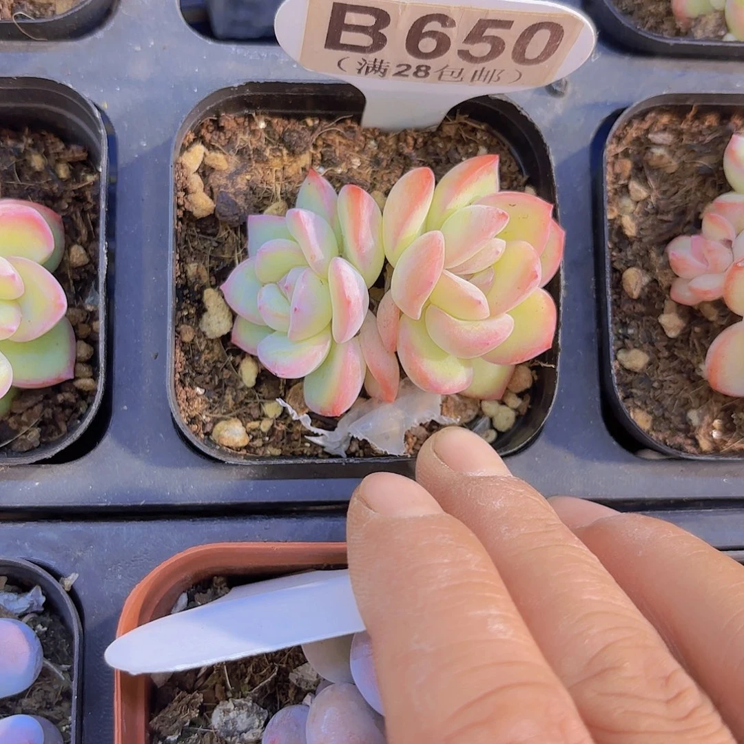 B650奶油泡芙一物一拍